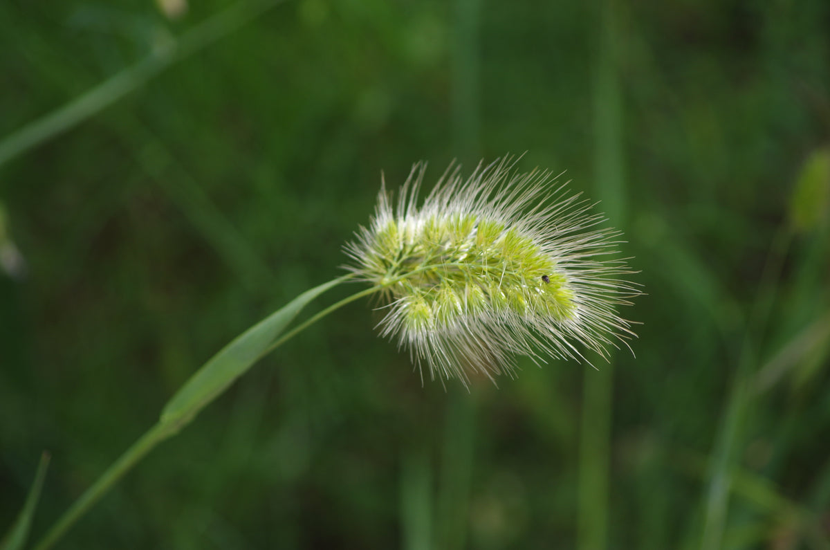 1008 Gras auf Sardinien – Hochwertige Naturfotografie Wandkunst